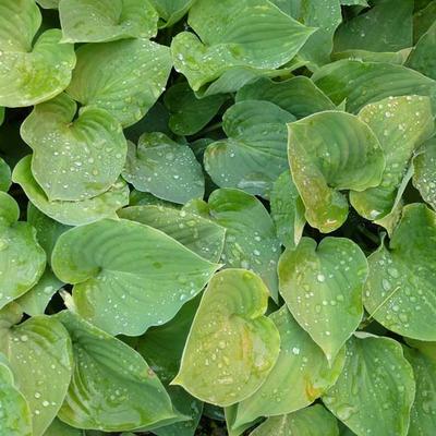 Hosta 'Special Gift'  - 