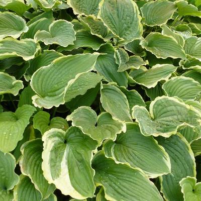 Hosta 'Spring Fling' - Hosta 'Spring Fling'