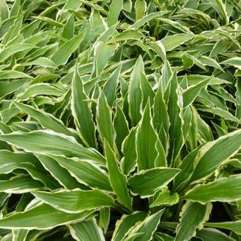 Hosta 'Stiletto'