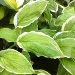 Hosta 'Sugar and Cream' - 