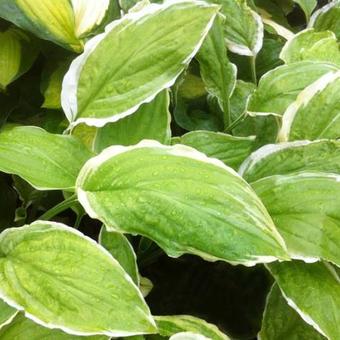 Hosta 'Sugar and Cream'