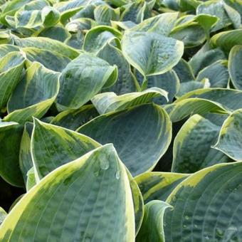 Hosta 'Sugar Daddy'