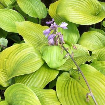 Hosta 'Sum and Substance'