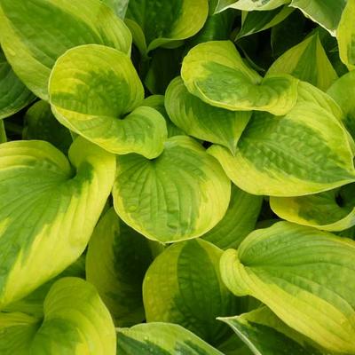 Hosta 'Summer Breeze' - 