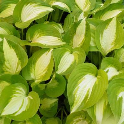 Hosta 'Summer Music' - 