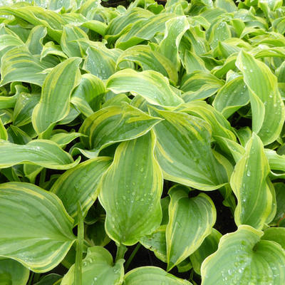 Hosta 'The King' - 