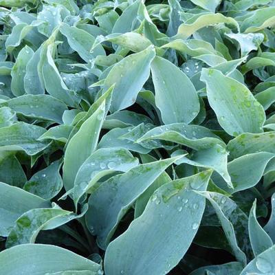 Hosta 'Titanium' - 