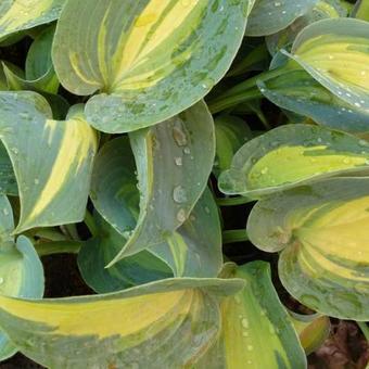 Hosta 'Touch of Class'