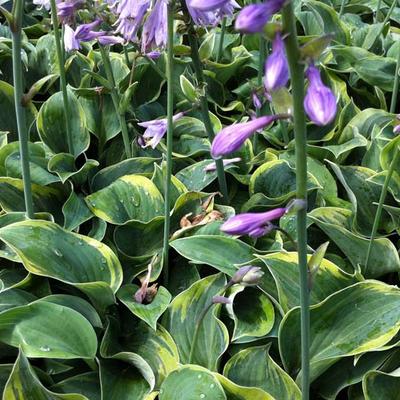 Hosta 'Toy Soldier' - Hosta 'Toy Soldier'