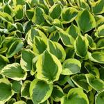 Hosta 'Twilight' - 