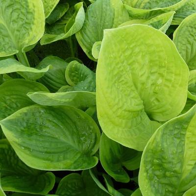 Hosta 'Unforgettable' - 