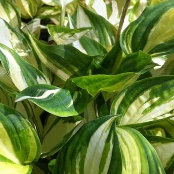 Hosta 'Warwick Delight'