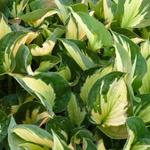 Hosta 'Whirlwind' - 