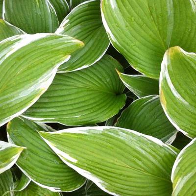 Hosta 'White On' - 