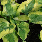 Hosta 'Wide Brim' - 