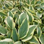 Hosta 'Wolverine' - 