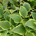 Hosta 'Yellow River' - 