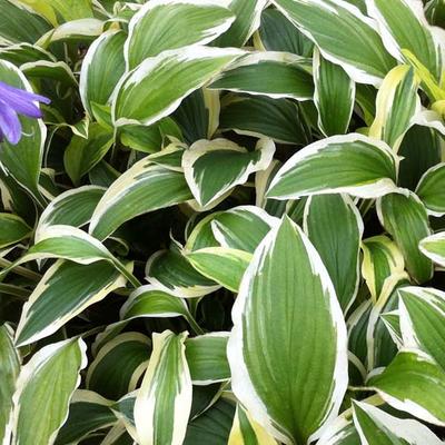 Hosta 'Yellow Splash Rim' - Hosta 'Yellow Splash Rim'