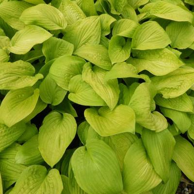 Hosta 'Zodiac' - 