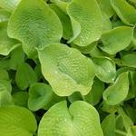 Hosta 'Zounds' - 