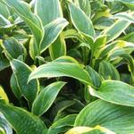 Hosta montana 'Aureomarginata - 