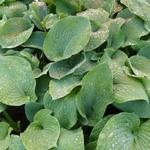 Hosta sieboldiana 'Elegans' - 