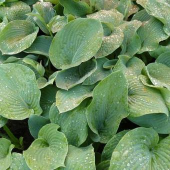 Hosta sieboldiana 'Elegans'