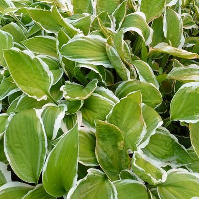 Hosta sieboldii 'Ginko Craig'