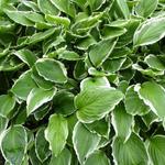 Hosta 'Undulata Albomarginata'