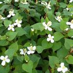 Houttuynia cordata - 