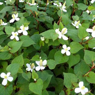 Houttuynia cordata - POIVRIER DE CHINE