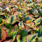 Houttuynia cordata 'Chameleon' - 