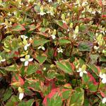 Houttuynia cordata 'Fantasy' - 