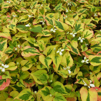 Houttuynia cordata 'Pied Piper'