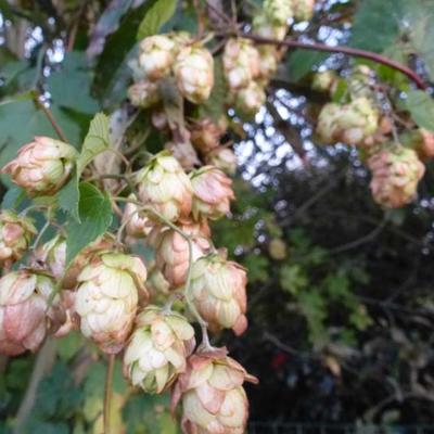 Humulus lupulus - Echter Hopfen