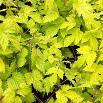 Humulus lupulus 'Aureus'