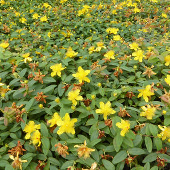 Hypericum calycinum