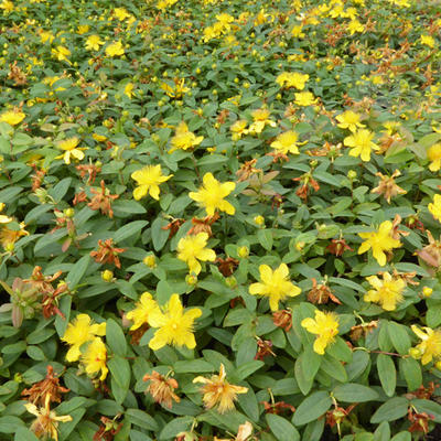 Hypericum calycinum - Großkelchiges Johanniskraut