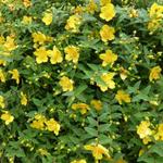 Hypericum x hidcoteense 'Hidcote' - 