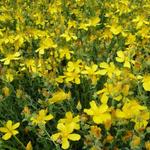 Hypericum olympicum - 