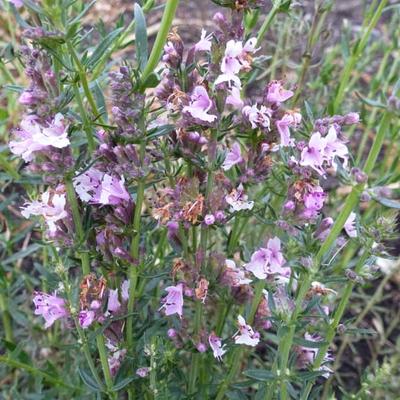 Hyssopus officinalis 'Roseus' - 