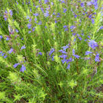 Hyssopus officinalis subsp. aristatus - 