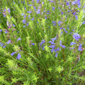 Hyssopus officinalis subsp. aristatus