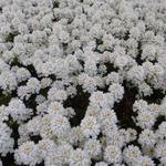 Iberis sempervirens 'Appen-Etz' - 