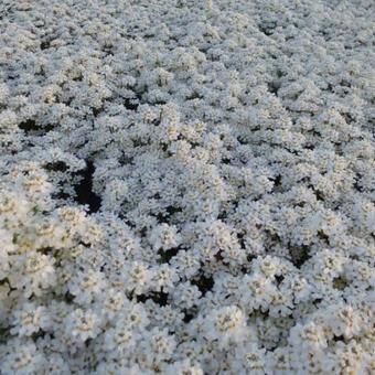 Iberis sempervirens 'Fischbeck'