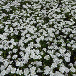 Iberis sempervirens 'Masterpiece' - 