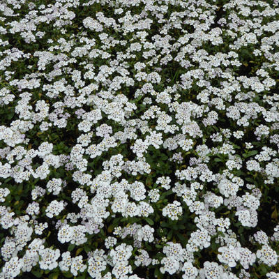 Iberis sempervirens 'Masterpiece' - 