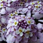 Iberis sempervirens 'Pink Ice - 