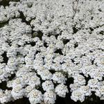 Iberis sempervirens 'Snowflake' - Iberis sempervirens 'Snowflake'