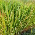 Imperata cylindrica - 